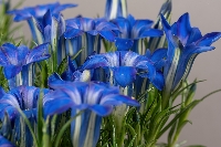 Gentiana 'The Caley'